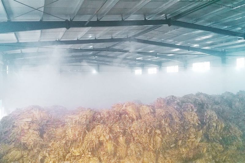 提升烟叶加工质量，高效回潮很重要