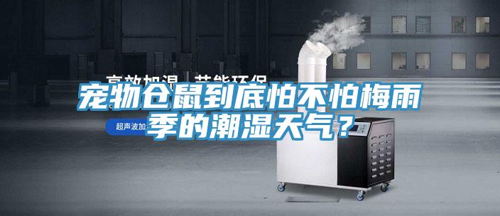 宠物仓鼠到底怕不怕梅雨季的潮湿天气？