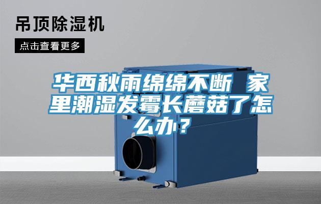 华西秋雨绵绵不断 家里潮湿发霉长蘑菇了怎么办？