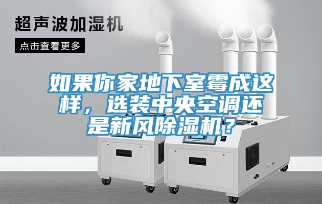 如果你家地下室霉成这样，选装中央空调还是新风免费看操逼软件？