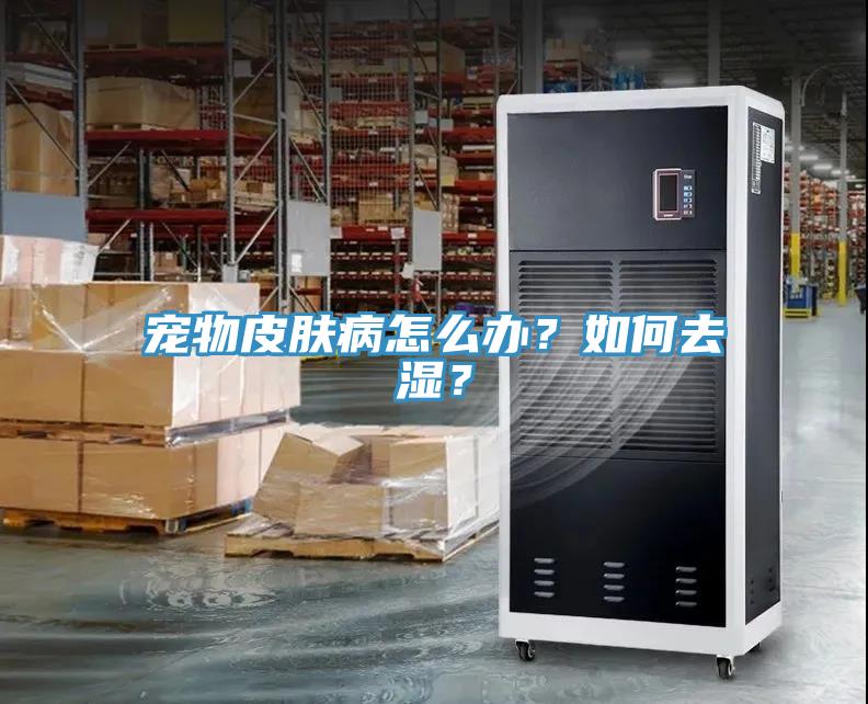 宠物皮肤病怎么办？如何去湿？