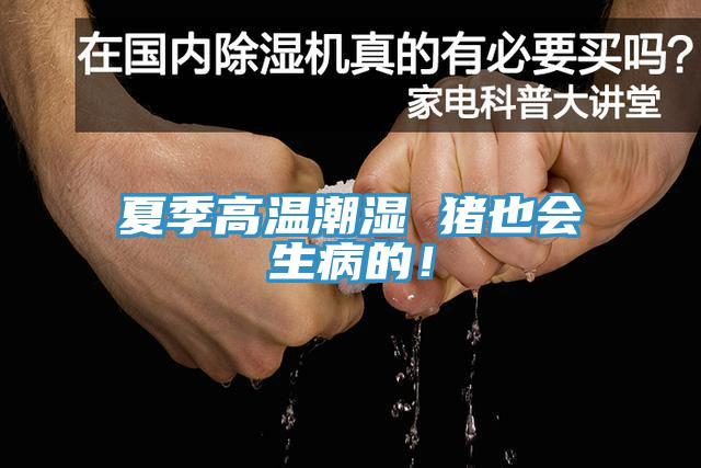 夏季高温潮湿 猪也会生病的！