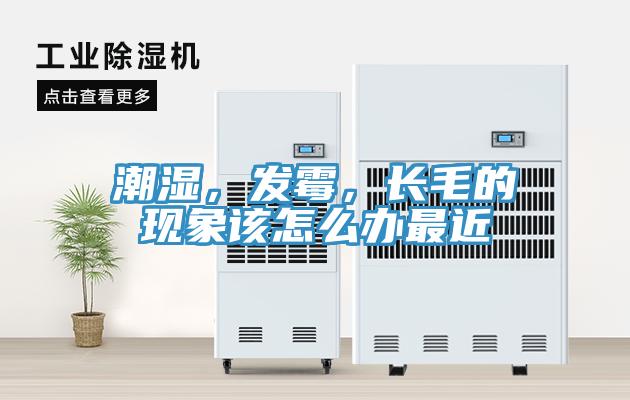 潮湿，发霉，长毛的现象该怎么办最近