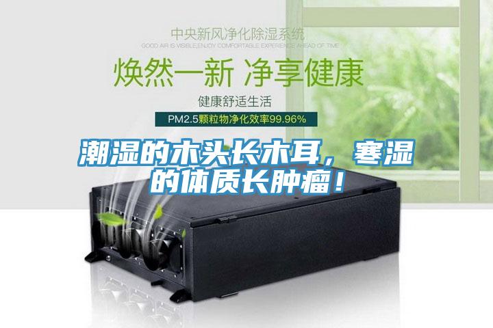 潮湿的木头长木耳，寒湿的体质长肿瘤！