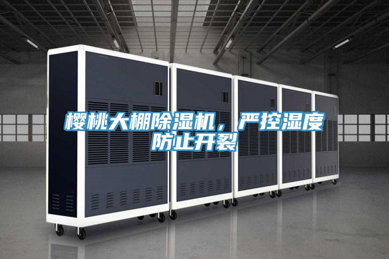 樱桃大棚免费看操逼软件，严控湿度防止开裂