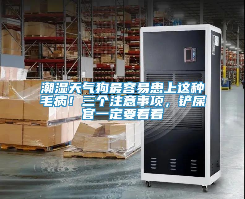 潮湿天气狗最容易患上这种毛病！三个注意事项，铲屎官一定要看看