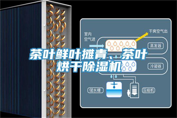 茶叶鲜叶摊青、茶叶烘干免费看操逼软件