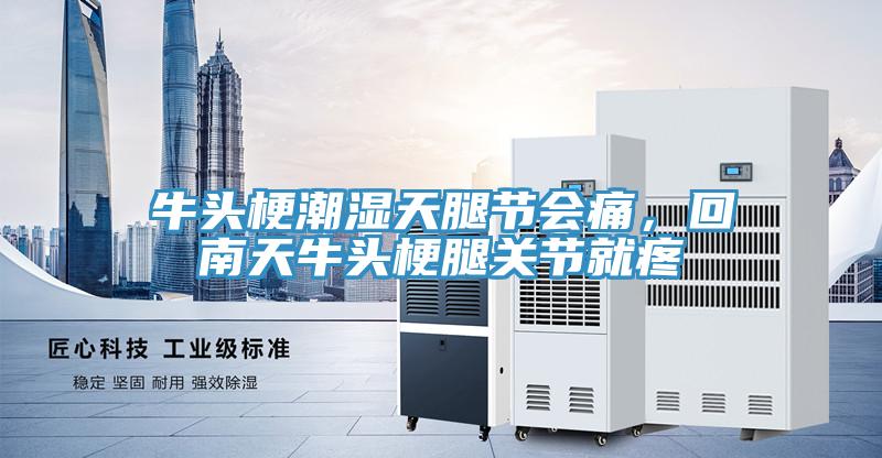 牛头梗潮湿天腿节会痛，回南天牛头梗腿关节就疼