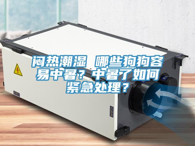 闷热潮湿 哪些狗狗容易中暑？中暑了如何紧急处理？