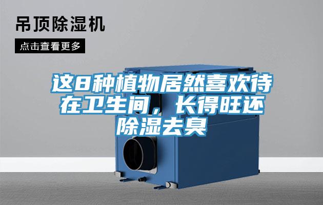 这8种植物居然喜欢待在卫生间，长得旺还除湿去臭