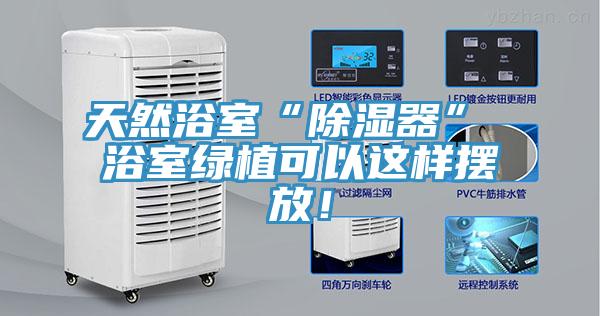 天然浴室“除湿器” 浴室绿植可以这样摆放！