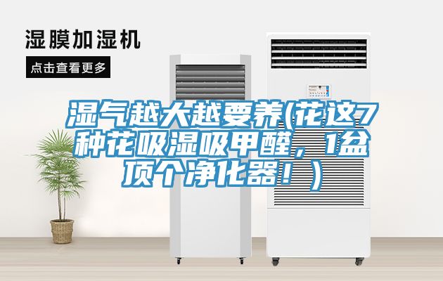 湿气越大越要养(花这7种花吸湿吸甲醛，1盆顶个净化器！)